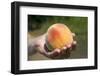 A Large, Freestone Peach from the Kimberly Orchards in Central Oregon-Buddy Mays-Framed Photographic Print