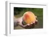 A Large, Freestone Peach from the Kimberly Orchards in Central Oregon-Buddy Mays-Framed Photographic Print