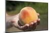 A Large, Freestone Peach from the Kimberly Orchards in Central Oregon-Buddy Mays-Mounted Photographic Print