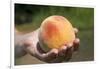 A Large, Freestone Peach from the Kimberly Orchards in Central Oregon-Buddy Mays-Framed Photographic Print