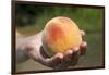 A Large, Freestone Peach from the Kimberly Orchards in Central Oregon-Buddy Mays-Framed Photographic Print