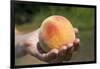 A Large, Freestone Peach from the Kimberly Orchards in Central Oregon-Buddy Mays-Framed Photographic Print