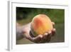 A Large, Freestone Peach from the Kimberly Orchards in Central Oregon-Buddy Mays-Framed Photographic Print