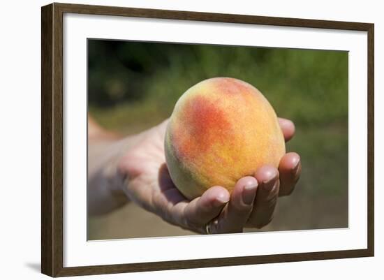 A Large, Freestone Peach from the Kimberly Orchards in Central Oregon-Buddy Mays-Framed Photographic Print