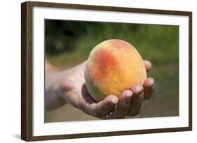 A Large, Freestone Peach from the Kimberly Orchards in Central Oregon-Buddy Mays-Framed Photographic Print