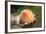 A Large, Freestone Peach from the Kimberly Orchards in Central Oregon-Buddy Mays-Framed Photographic Print