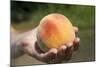 A Large, Freestone Peach from the Kimberly Orchards in Central Oregon-Buddy Mays-Mounted Photographic Print