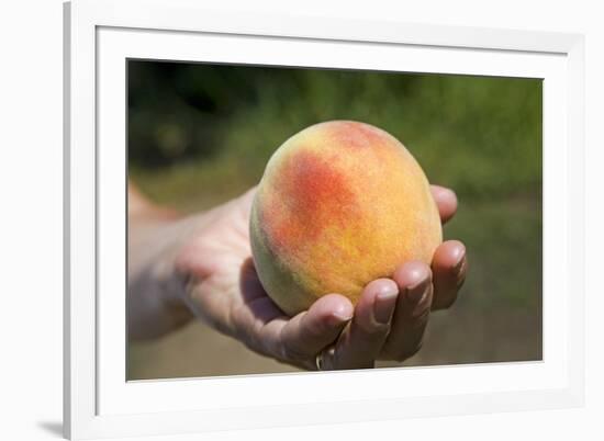 A Large, Freestone Peach from the Kimberly Orchards in Central Oregon-Buddy Mays-Framed Photographic Print