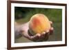 A Large, Freestone Peach from the Kimberly Orchards in Central Oregon-Buddy Mays-Framed Photographic Print