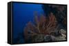 A Large Gorgonian Sea Fan on a Fijian Reef-Stocktrek Images-Framed Stretched Canvas