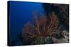 A Large Gorgonian Sea Fan on a Fijian Reef-Stocktrek Images-Stretched Canvas