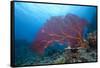 A Large Gorgonian Sea Fan on a Fijian Reef-Stocktrek Images-Framed Stretched Canvas