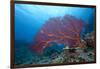 A Large Gorgonian Sea Fan on a Fijian Reef-Stocktrek Images-Framed Photographic Print