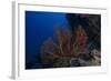 A Large Gorgonian Sea Fan on a Fijian Reef-Stocktrek Images-Framed Photographic Print