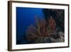 A Large Gorgonian Sea Fan on a Fijian Reef-Stocktrek Images-Framed Photographic Print