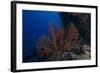 A Large Gorgonian Sea Fan on a Fijian Reef-Stocktrek Images-Framed Photographic Print