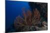 A Large Gorgonian Sea Fan on a Fijian Reef-Stocktrek Images-Mounted Photographic Print