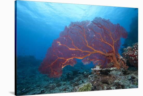 A Large Gorgonian Sea Fan on a Fijian Reef-Stocktrek Images-Stretched Canvas