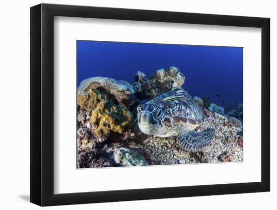 A Large Green Sea Turtle Lays on the Reef Near Sulawesi, Indonesia-Stocktrek Images-Framed Photographic Print