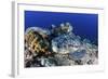 A Large Green Sea Turtle Lays on the Reef Near Sulawesi, Indonesia-Stocktrek Images-Framed Photographic Print