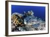 A Large Green Sea Turtle Lays on the Reef Near Sulawesi, Indonesia-Stocktrek Images-Framed Photographic Print