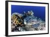 A Large Green Sea Turtle Lays on the Reef Near Sulawesi, Indonesia-Stocktrek Images-Framed Photographic Print