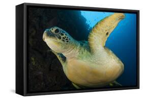 A Large Green Turtle Swims Alongside a Wall, Indonesia-null-Framed Stretched Canvas