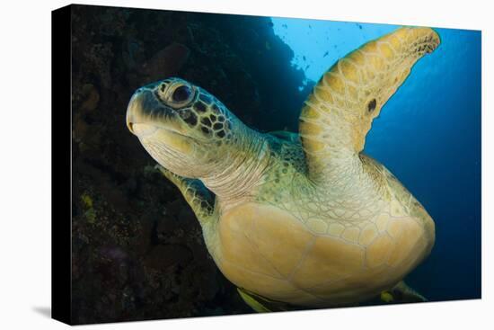 A Large Green Turtle Swims Alongside a Wall, Indonesia-null-Stretched Canvas