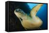 A Large Green Turtle Swims Alongside a Wall, Indonesia-null-Framed Stretched Canvas