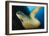 A Large Green Turtle Swims Alongside a Wall, Indonesia-null-Framed Photographic Print