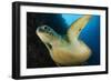 A Large Green Turtle Swims Alongside a Wall, Indonesia-null-Framed Photographic Print