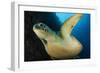 A Large Green Turtle Swims Alongside a Wall, Indonesia-null-Framed Photographic Print