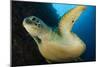 A Large Green Turtle Swims Alongside a Wall, Indonesia-null-Mounted Photographic Print