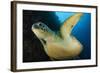 A Large Green Turtle Swims Alongside a Wall, Indonesia-null-Framed Photographic Print