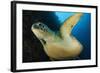 A Large Green Turtle Swims Alongside a Wall, Indonesia-null-Framed Photographic Print