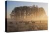 A Large Group Of Red Deer Stags, Cervus Elaphus, In Richmond Park At Dawn-Alex Saberi-Stretched Canvas