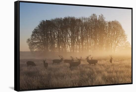 A Large Group Of Red Deer Stags, Cervus Elaphus, In Richmond Park At Dawn-Alex Saberi-Framed Stretched Canvas
