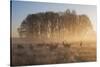 A Large Group Of Red Deer Stags, Cervus Elaphus, In Richmond Park At Dawn-Alex Saberi-Stretched Canvas