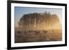 A Large Group Of Red Deer Stags, Cervus Elaphus, In Richmond Park At Dawn-Alex Saberi-Framed Photographic Print