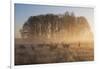 A Large Group Of Red Deer Stags, Cervus Elaphus, In Richmond Park At Dawn-Alex Saberi-Framed Photographic Print