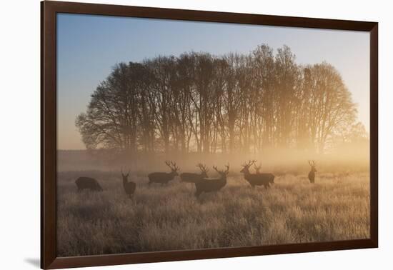 A Large Group Of Red Deer Stags, Cervus Elaphus, In Richmond Park At Dawn-Alex Saberi-Framed Photographic Print