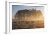 A Large Group Of Red Deer Stags, Cervus Elaphus, In Richmond Park At Dawn-Alex Saberi-Framed Photographic Print