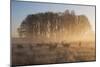 A Large Group Of Red Deer Stags, Cervus Elaphus, In Richmond Park At Dawn-Alex Saberi-Mounted Photographic Print