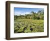 A large group of Victoria water lily (Victoria amazonica), on Rio El Dorado, Nauta, Peru-Michael Nolan-Framed Photographic Print