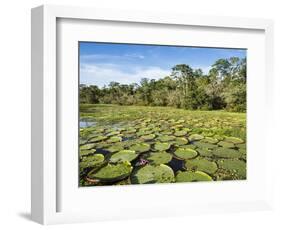 A large group of Victoria water lily (Victoria amazonica), on Rio El Dorado, Nauta, Peru-Michael Nolan-Framed Photographic Print