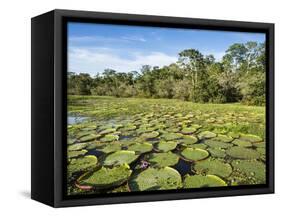 A large group of Victoria water lily (Victoria amazonica), on Rio El Dorado, Nauta, Peru-Michael Nolan-Framed Stretched Canvas