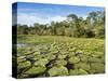 A large group of Victoria water lily (Victoria amazonica), on Rio El Dorado, Nauta, Peru-Michael Nolan-Stretched Canvas