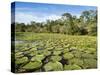 A large group of Victoria water lily (Victoria amazonica), on Rio El Dorado, Nauta, Peru-Michael Nolan-Stretched Canvas