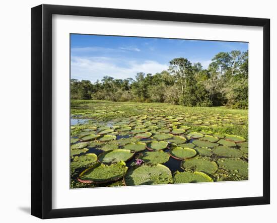 A large group of Victoria water lily (Victoria amazonica), on Rio El Dorado, Nauta, Peru-Michael Nolan-Framed Photographic Print