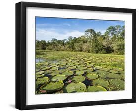 A large group of Victoria water lily (Victoria amazonica), on Rio El Dorado, Nauta, Peru-Michael Nolan-Framed Photographic Print